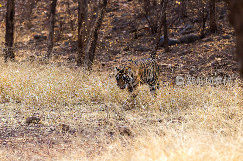 孟加拉虎，Ranthambore -印度